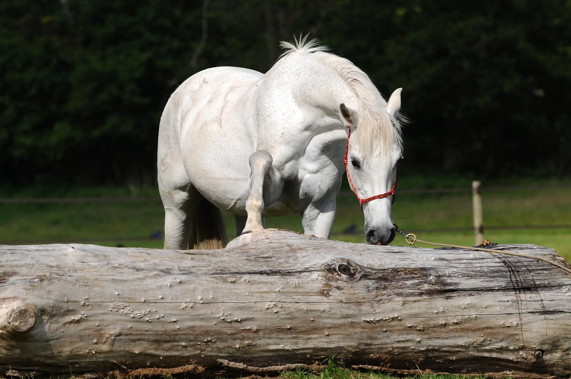 Natural horsemanship training: een paard wordt rustig begeleid door een instructeur.