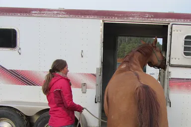 Een professionele demonstratie van het laden van een paard in een trailer met natural horsemanship technieken.