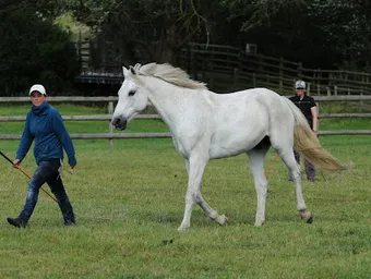 Een ruiter demonstreert liberty dressuur in een zandbak, balancerend op de rug van een wit paard zonder tuig.