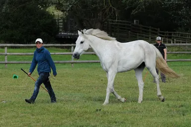 Een ruiter demonstreert liberty dressuur in een zandbak, balancerend op de rug van een wit paard zonder tuig.